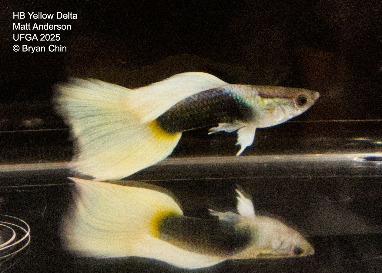 Guppy HB Yellow